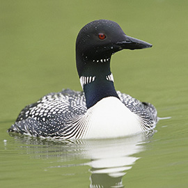 A loon swimming in the water