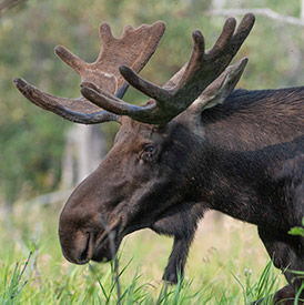 A moose in the woods
